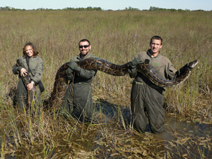 Everglades wildlife researchers holding giant python