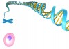 artist's illustration of DNA string, chromosome, and cell