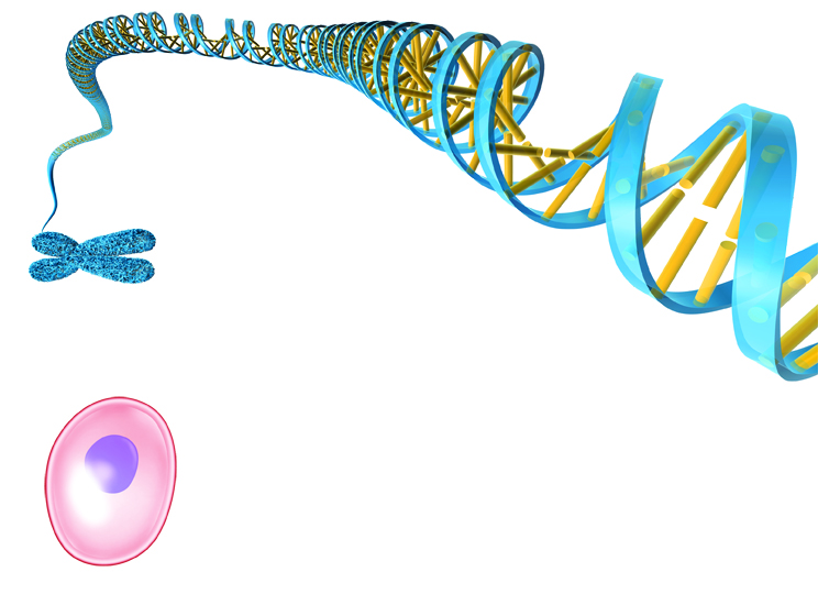 artist's illustration of DNA string, chromosome, and cell