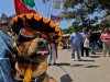 Chihuahua in a colorful sombrero at Cinco de Mayo celebration