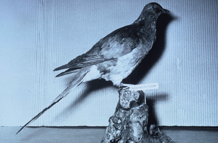 passenger-pigeon-stuffed-speciman